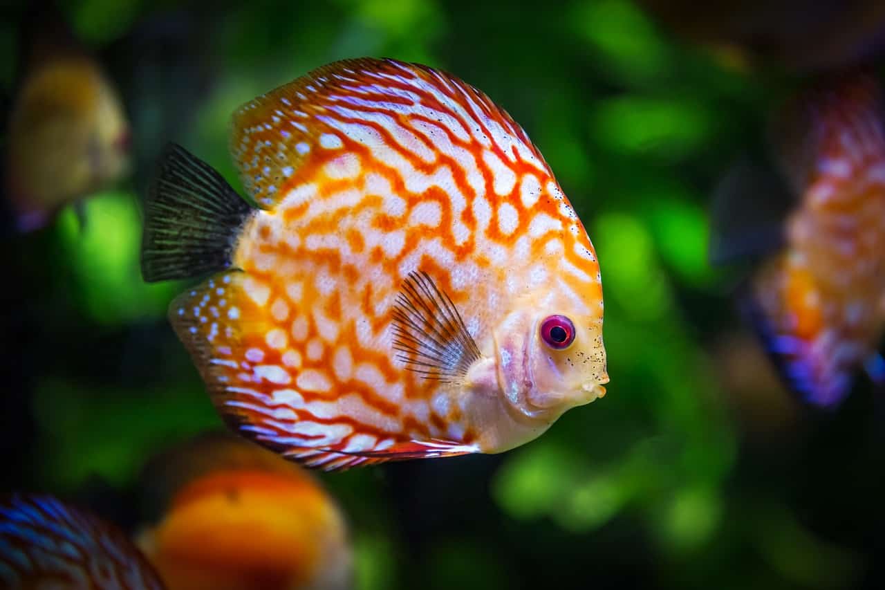 58 Contoh Hewan Pisces Beserta Gambar Terbaik