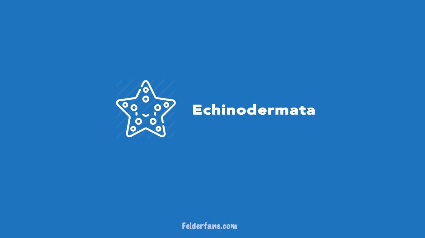 echinodermata