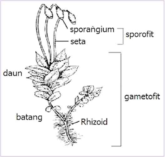 ciri-ciri tumbuhan lumut
