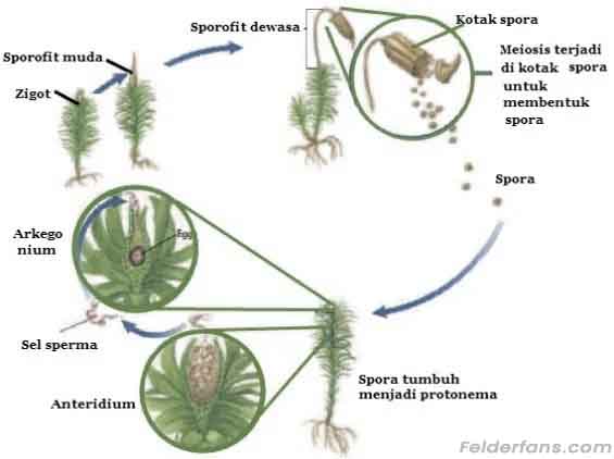 reproduksi tumbuhan lumut