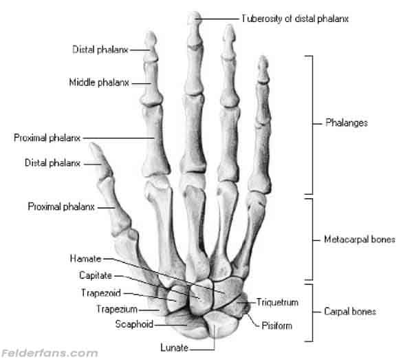 fungsi dari tulang telapak tangan