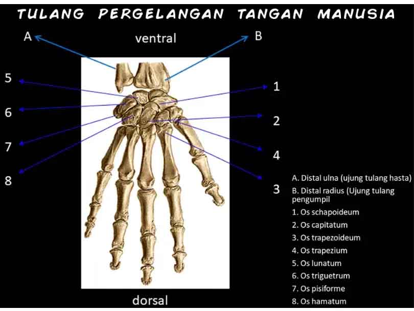 tulang pergelangan tangan manusia