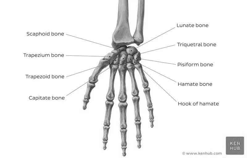 Tulang Pergelangan Tangan